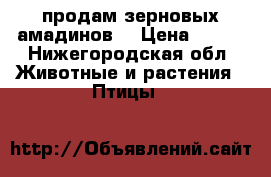 продам зерновых амадинов) › Цена ­ 300 - Нижегородская обл. Животные и растения » Птицы   
